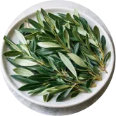 MemoVolt™ Oleuropein from Olive Leaf Extract